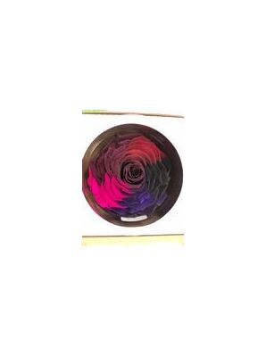 Rose Forever XXL (12cm) in Exclusive Gift Hat Box !!!