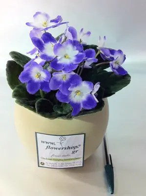 Saint Paulia  plant in fine ceramic pot!!!