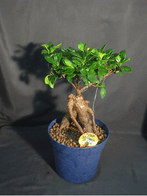 Φυτό εσωτερικού χώρου φίκος ginseng