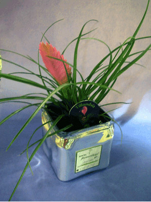 Plant tillandsia in glass vase