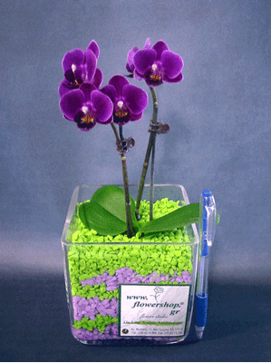 Ορχιδέα Phalaenopsis mini (υβρίδιο)