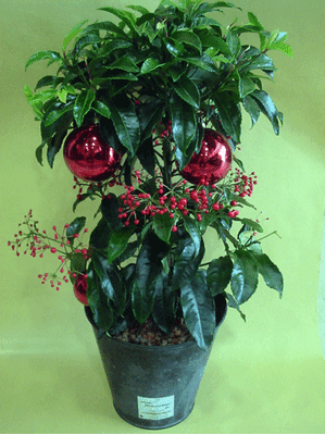 Φυτό ardisia crenata σε μεταλικό ή κεραμικό ποτ
