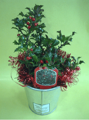 Ilex or Gaultheria plant with "Berries" in zink, ceramic or glass pot.