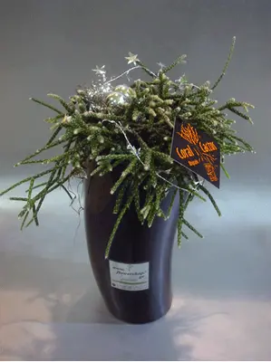 rhipsalis-vase.gif