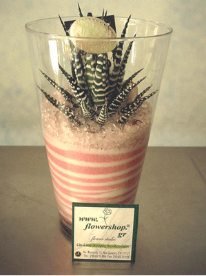 Plant  Haworthia in glass vase with decorative sand layers.