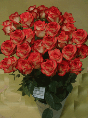 roses ECUADOR