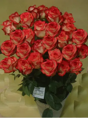 roses ECUADOR