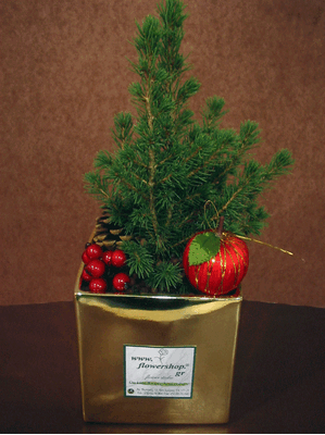Conifer plant in gold ceramic pot