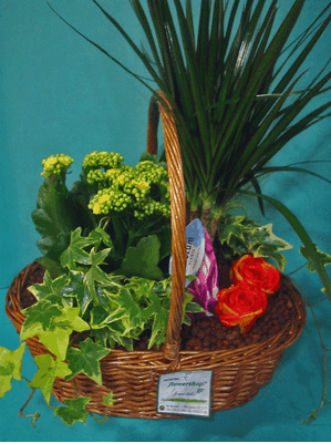 σύνθεση φυτών