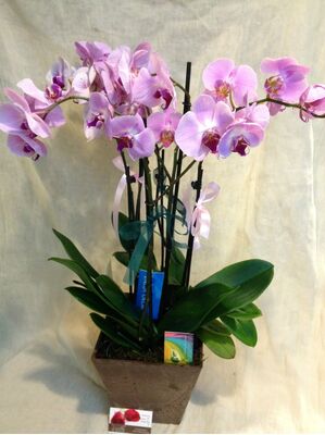 Ορχιδέα Φαλαίνοψις (2) φυτά σε ποιοτικό "artstone" ποτ με άργιλο (υδροκαλλιέργεια)