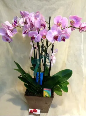 Phalaenopsis orchid (2) plants  in "artstone" fine plastic pot