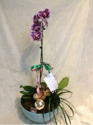 Arrangement with "Christmas" plants