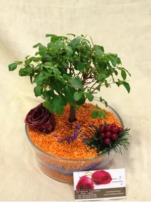 Bonsai plant in glass pot with decorative colored glass granules in layers