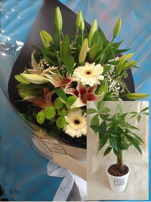 Season Flowers Bouquet + Plant in Quality Pot !!!