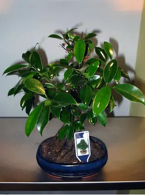 Bonsai plant
