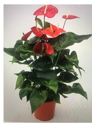 Anthurium Plant in quality pot or basket !!! Height appr. 50-60cm