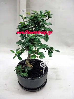 Bonsai Carmona