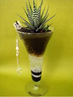 Plant haworthia in glass vase