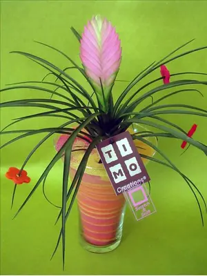 Φυτό tillandsia σε γυάλινο βάζο