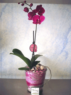Phalaenopsis orchid in glass vase with decorative sand layers