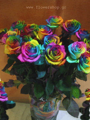 Τριαντάφυλλα "Rainbow"