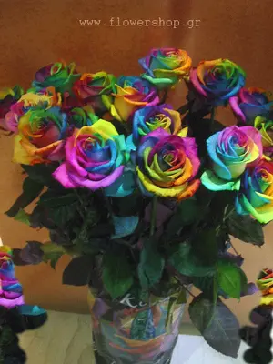 Roses "Rainbow"