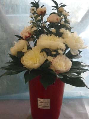 Paeonias (10) stems in fine quality ceramic vase