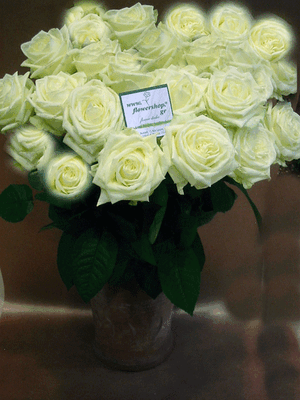 (11) white roses A' quality Dutch or Ecuador with greens gift wrapped.