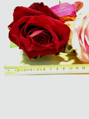 Big headed ecuadorian roses bouquet (11 stems) with greens !!!