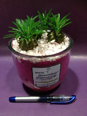 Φυτά Ananas Cactus Σε Γυάλινο Βάζο