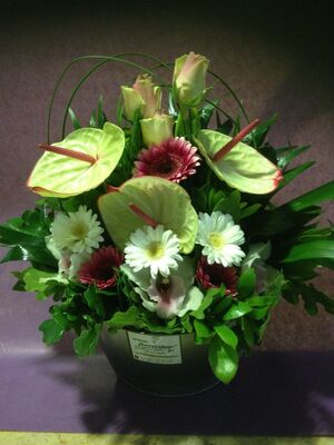 Anthuriums in metal pot