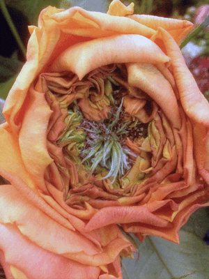 "Caraluna" Extra special new variety rose with (4) hearts.