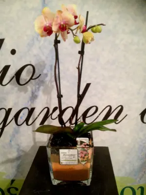 Phalaenopsis orchid in glass vase (special)