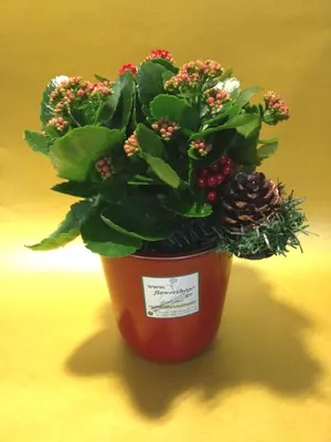 Kalanchoe Plant in Ceramic Pot  & Decoration