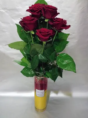 Red roses (10) stems "extra quality"