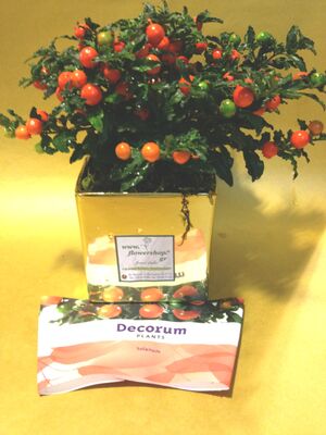 Φυτό Solanum σε κεραμικό  Ποτ & Χριστουγεννιάτικη διακόσμηση