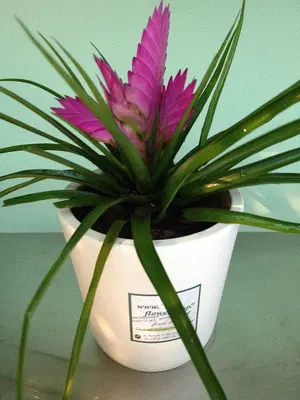 Tillandsia Cyanea σε κεραμεικό ποτ . Συσκευασία δώρου !!!