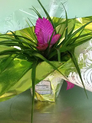 Tillandsia Cyanea σε συσκευασία δώρου !!!
