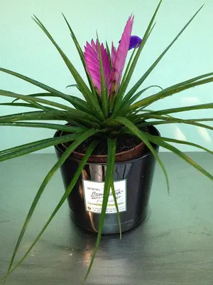 Tillandsia Cyanea σε βάζο.