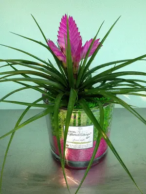 Tillandsia Cyanea σε βάζο με διακοσμητική άμμο. Συσκευασία δώρου !!!
