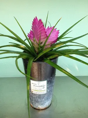 Tillandsia Cyanea