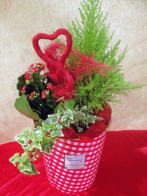 Valentine Love plants arrangement