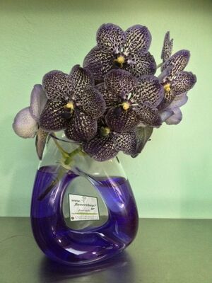 Exclusive vanda orchids in design glass vase.