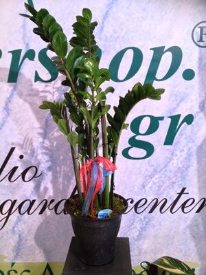 Φυτό "Zamioculcas"  (Zamia)