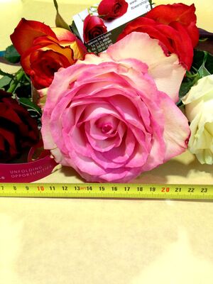 Big headed ecuadorian roses bouquet (11 stems) with greens !!!