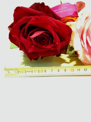 Big headed ecuadorian roses bouquet (11 stems) with greens !!!