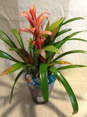 "Γκουζμανια" σε γυάλινο βάζο