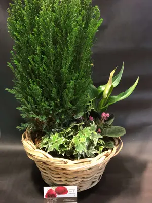 Arrangement with "Christmas" plants in basket !!!