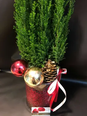 Conifer tree in glass cylinder with decoration and gel. Vase diam 15cm height 20cm.