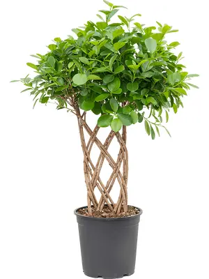 Ficus Moclame Microcarpa Shaped Stems !!! Height appr. 110cm.